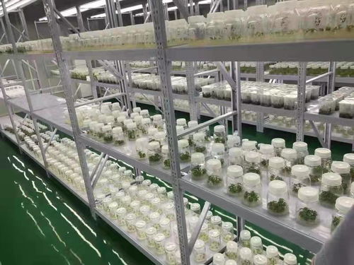 武漢蔬菜花卉種苗工廠化生產標準化試點項目成效顯著 商品苗提升超5%，畜牧漁業飼料銷售同步增長